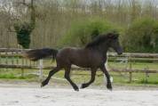 pouliche frison 2 ans