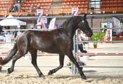 Jument frison Tara King 3 ans