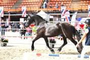 Jument frison Tara King 3 ans