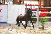 Jument frison Tara King 3 ans