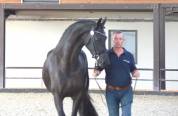 Jument frison Tara King 3 ans