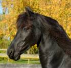 Jument frison Tara King 3 ans débourré