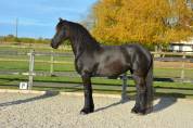 Jument frison Tara King 3 ans débourré
