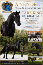 Jument frison Tara King 4 ans 