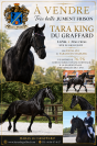Jument frison Tara King 4 ans 