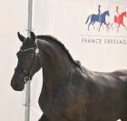 Jument frison Tara King 4 ans 