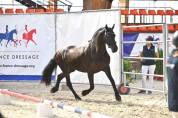 Jument frison Tara King 4 ans 