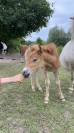 Poulains/Pouliche shetlands 6mois/1ans PP/OC