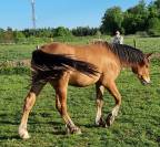 Demi-trait / demi-sang arabe  hongre de 2023