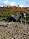 Coup de coeur pour cette adorable ponette C débourrée 