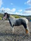 Coup de coeur pour cette adorable ponette C débourrée 