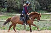 Poney de sport 12 ans