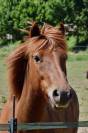 Poney de sport 12 ans