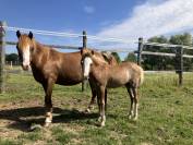 Pouliche welshPony