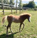 Pouliche welshPony