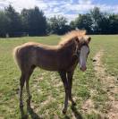 Pouliche welshPony