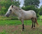 Entier demi-sang appaloosa 8ans