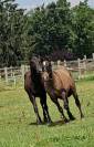 Jeune quarter Horse