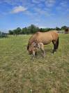 Jeune quarter Horse