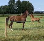 Poulinière Belge warmblood