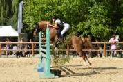 Poney de sport