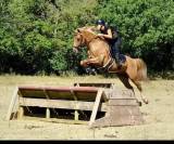 Poney de sport