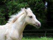 Pouliche paint horse dunalino homozygote tobiano 