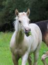 Pouliche paint horse dunalino homozygote tobiano 