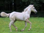 Pouliche paint horse dunalino homozygote tobiano 