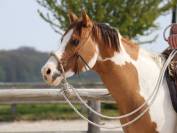 Pouliche paint horse dunalino homozygote tobiano 