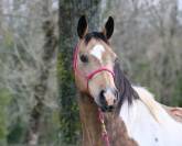 Pouliche paint horse dunalino homozygote tobiano 