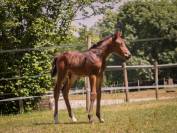 Poulain 3 ans par Utrillo VD Heffink x For Pleasure