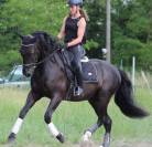 Jeune Pure Race Espagnole dressage primé