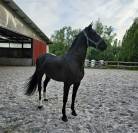 Jeune Pure Race Espagnole dressage primé