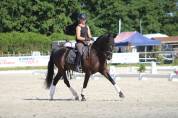 Jeune Pure Race Espagnole dressage primé