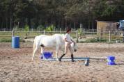 Hongre PP Camargue 6 ans