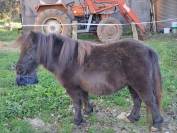 PONEY SHETLAND