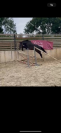 Magnifique mâle 2 ans cso 