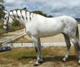 Un grand compagnon idéal pour l’équitation amateur