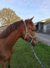 Poney D connemara par bred