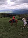 Trotteur français - super cheval de randonnée