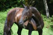 Pure Race Espagnole 4 ans noir 