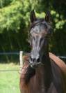 Pure Race Espagnole 4 ans noir 