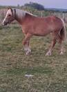  Pouliche croisée Haflinger Boulonnais