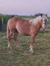  Pouliche croisée Haflinger Boulonnais