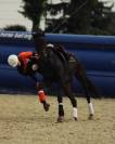 Cheval de Horse Ball AQPS 6 ans