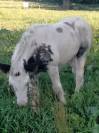 O'NEIL poulain irish-cob plein papier