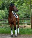 Jument de dressage 