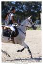 Poney de sport PFS / Arabe