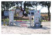 Poney de sport PFS / Arabe